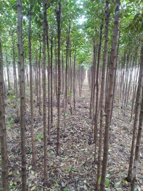 唐河縣大地園林綠化工程公司入駐苗木通——專注黃山欒與三角楓，打造城市綠色新名片
